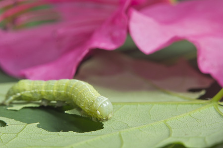 Green Oak Caterpillar or Nadata gibbosa larvae eating pink flowersの写真素材