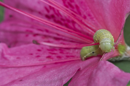 Green Oak Caterpillar or Nadata gibbosa larvae eating pink flowersの写真素材