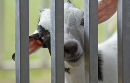 Cute and curious baby goat kid behind metal fenceの写真素材