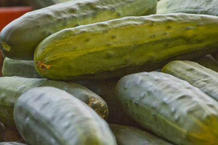 Close up of pile of cucumbers at local farmers market displayの写真素材