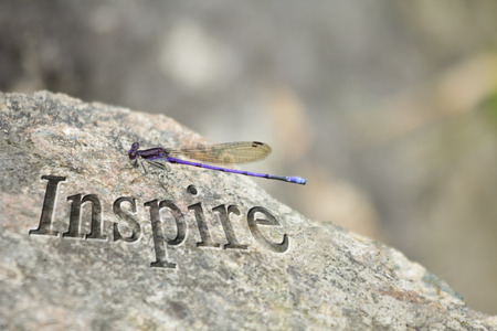 Purple Dragonfly rests its wings next to word inspireの写真素材