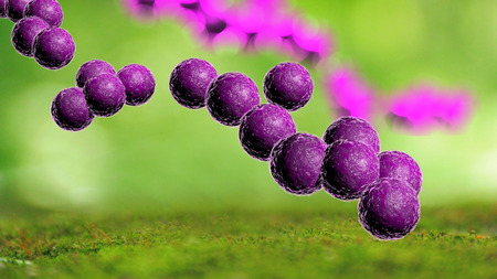 Closeup of purple staph bacteria in computer generated imageの写真素材