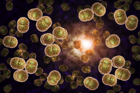 3D microscope close up of meningitis bacteria, also known as meningococcus