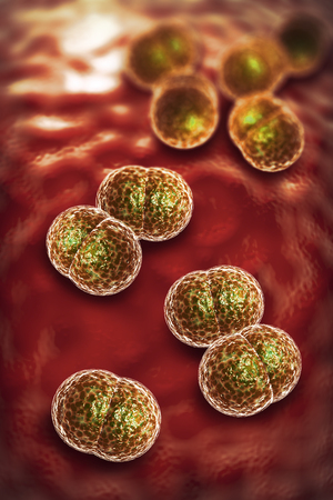 3D microscope close up of meningitis bacteria, also known as meningococcus