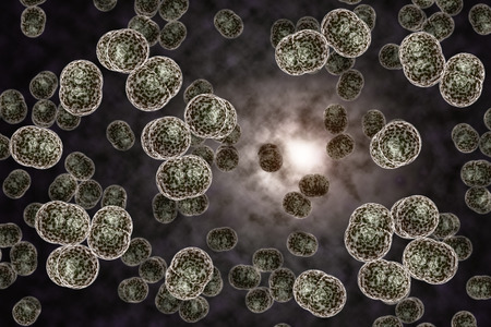3D microscope close up of meningitis bacteria, also known as meningococcus