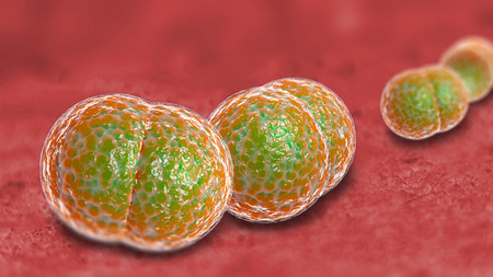 3D microscope close up of meningitis bacteria, also known as meningococcusの写真素材