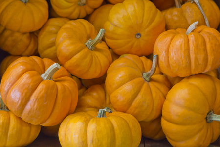 Pile of seasonal mini pumpkins at local farmers market