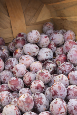 Organic juicy ripe plums at local farmers marketの写真素材