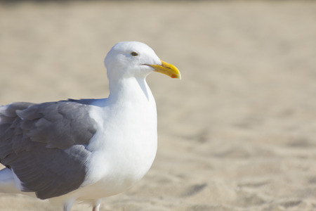 Sea gull on sandy beach during a sunny vacation dayの写真素材