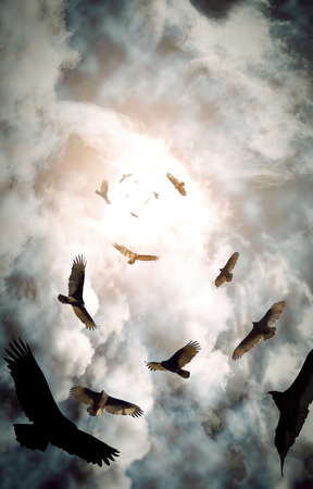 Flock of circling turkey vultures with looming clouds and bright sun