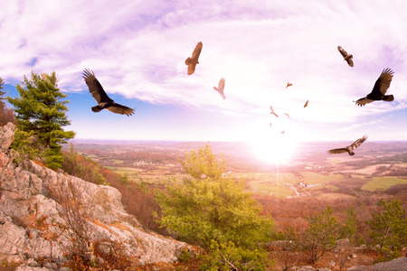 Flock of circling turkey vultures hover above autumn mountains