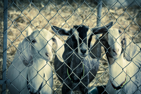 Cute young goats in pen behind fence on farm