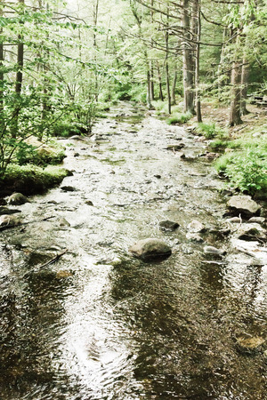 Tranquil summer stream stretches through thick forest