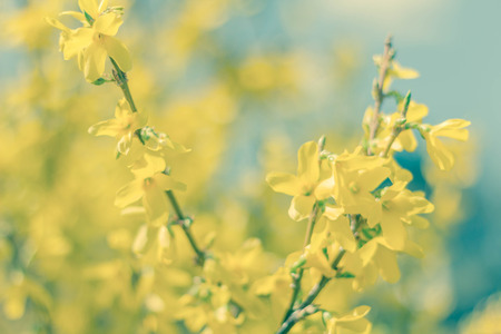 Closeup of yellow forsythia flowers blooming for spring timeの写真素材