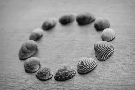 Several unique seashells on a grungy wood backgroundの写真素材