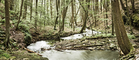 Tranquil summer stream winding through thick forest