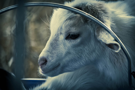 Cute adorable baby goat kid by water bucketの写真素材