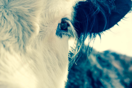 Scottish Galloway beef Cow in farm pen in early springの写真素材