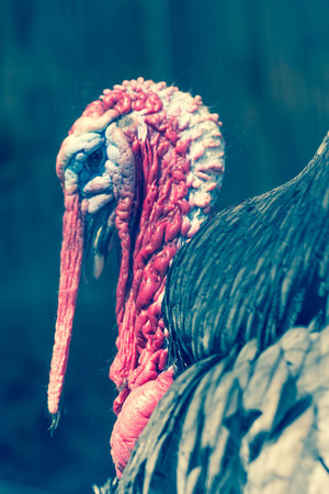 Ugly breed of Wild Turkey close up nasty and scary lookingの写真素材