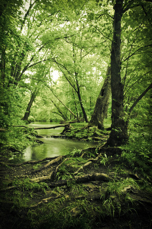 Magical summer swamp deep in the forest with leaning oak trees creating tunnelの写真素材