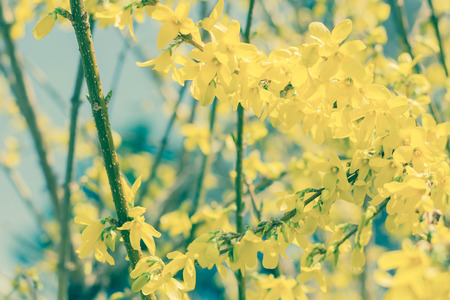 Closeup of yellow forsythia flowers blooming for spring timeの写真素材