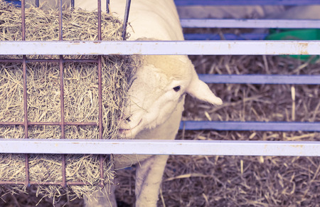 Hungry sheep eating hay from bale in farm penの写真素材