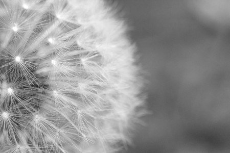 Beautiful seeding dandelion flower with shallow focus in macro closeupの写真素材