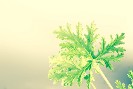 All natural citronella plant mosquito repellant leavesの写真素材