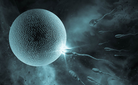 Swimming sperm race to impregnate a fertile human egg