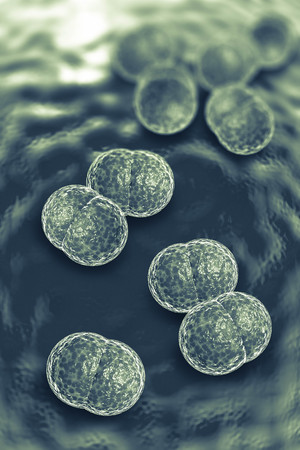 3D microscope close up of meningitis bacteria, also known as meningococcus