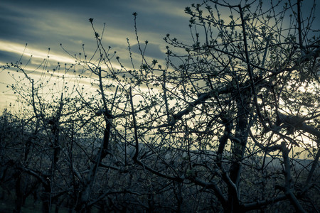 Rows of apple trees blooming on a countryside orchard at duskの写真素材