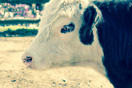 Scottish Galloway beef Cow in farm pen in early springの写真素材