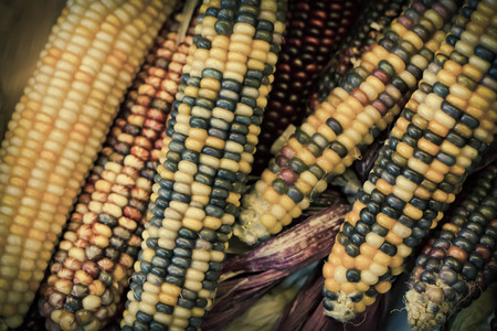 Dried decorative Indian corn for Autumn themed background imageの写真素材