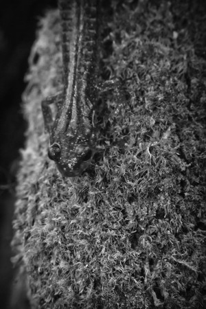 Closeup macro photo of red backed salamander walking along mossy rocksの写真素材