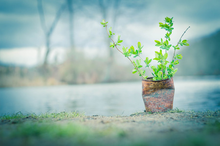 Fern growing in rusty can lakeside on an overcast dayの写真素材