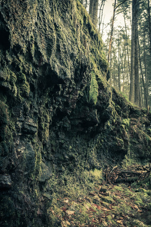 Mossy dripping wet cliff deep in the forest daylightの写真素材