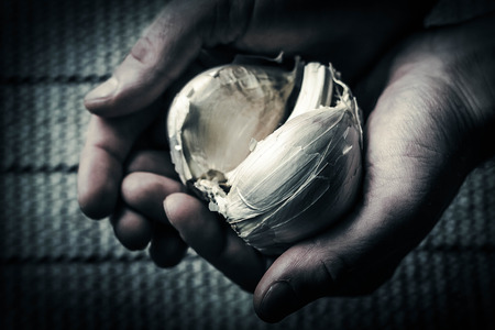 Extra large elephant garlic clasped in hands with moody lighting for farmers background photoの写真素材