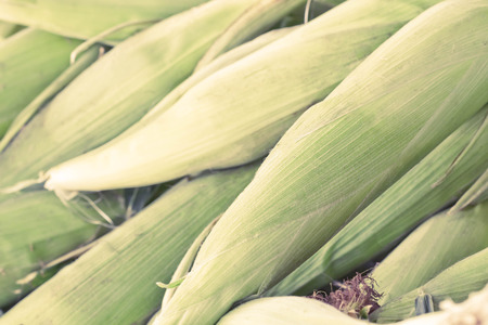 Fresh ears of farmers market corn on display on summer dayの写真素材