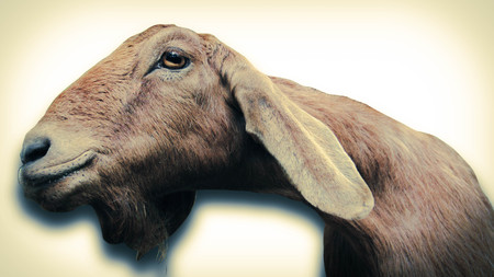 A smiling inquisitive closeup of a goat isolated on whiteの写真素材