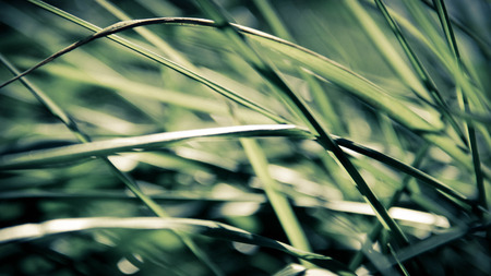 Close-ups of wild green grass during the early fallの写真素材