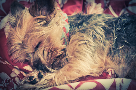Adorable Yorkie terrier sound asleep in bedの写真素材