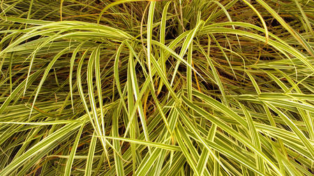 plants with long leavesの写真素材