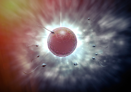 Swimming sperm race to impregnate a fertile human eggの写真素材