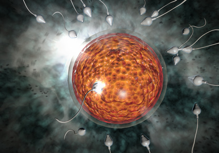 Swimming sperm race to impregnate a fertile human eggの写真素材