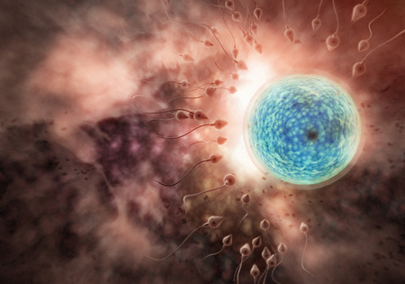 Swimming sperm race to impregnate a fertile human egg