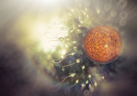 Swimming sperm race to impregnate a fertile human eggの写真素材