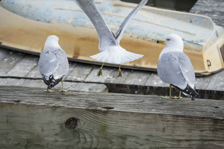 Three seagulls lined up on dock looking at small boat