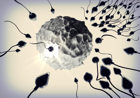 Swimming sperm race to impregnate a fertile human egg