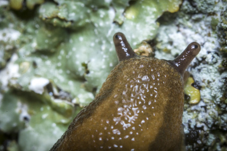 Common garden slug slithers along mossy bark in extreme close up macro photoの写真素材