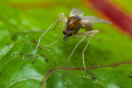 Close up macro of small sand fly gnat on green leafの写真素材